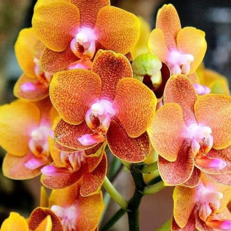 Orange Yellow Phalaenopsis Orchid Seeds -  Heirloom Flower Garden Seeds for Growing