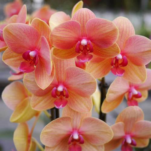 Orange Yellow Phalaenopsis Orchid Seeds -  Heirloom Flower Garden Seeds for Growing