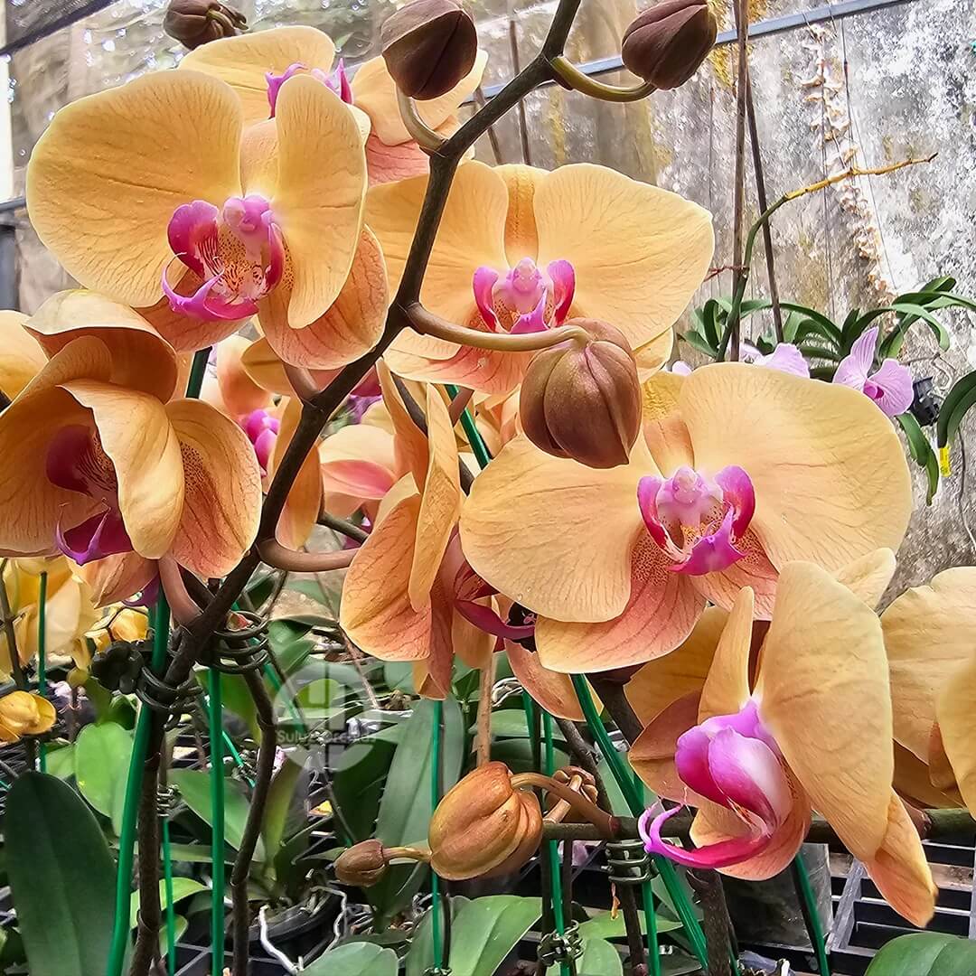 Orange Yellow Phalaenopsis Orchid Seeds -  Heirloom Flower Garden Seeds for Growing