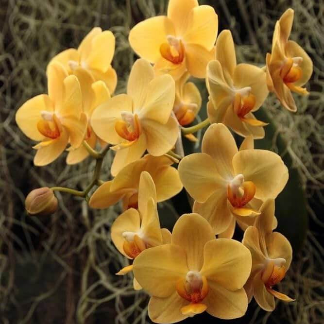 Orange Yellow Phalaenopsis Orchid Seeds -  Heirloom Flower Garden Seeds for Growing