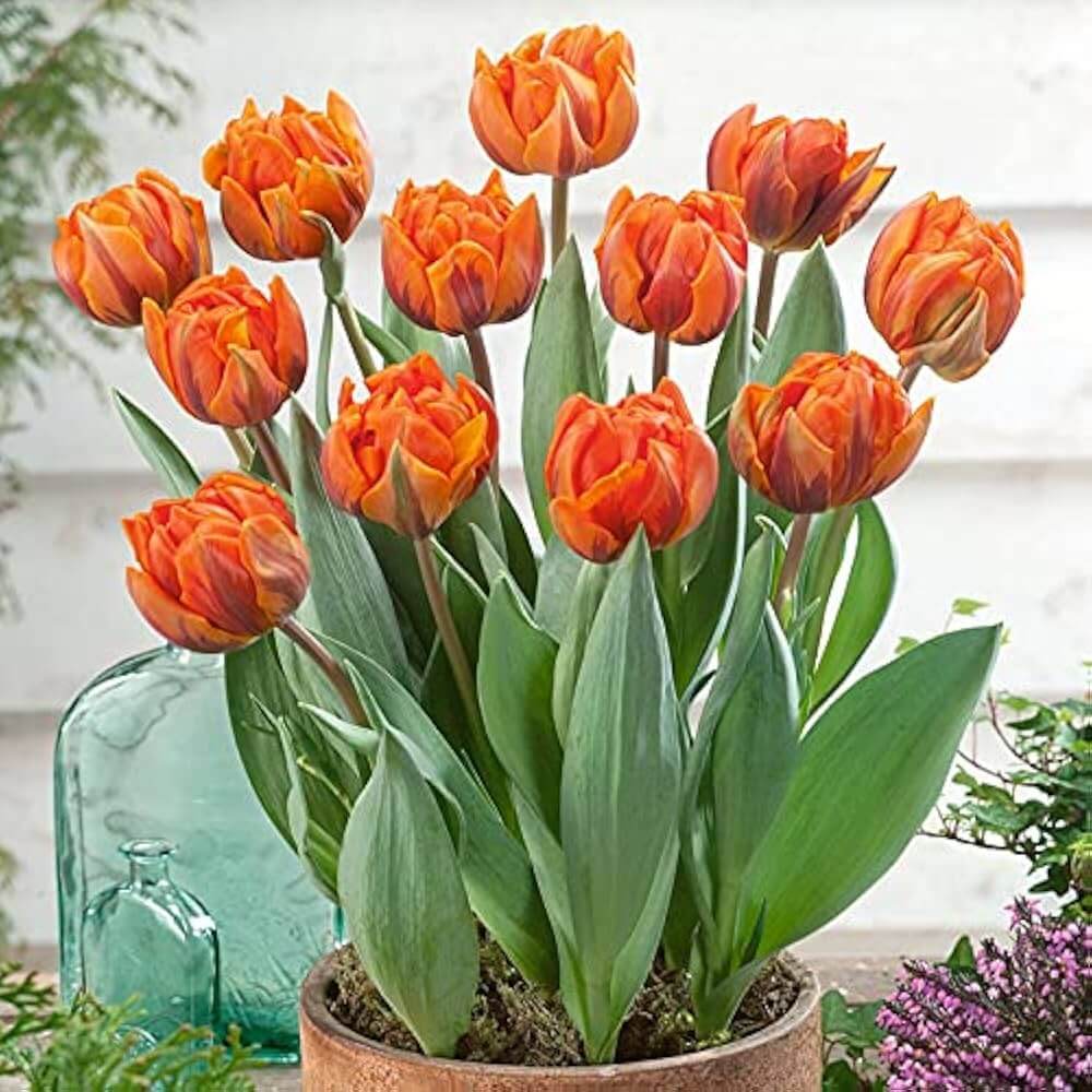 Orange and Green Tulip Seeds - Heirloom Flower Garden Seeds for Growing