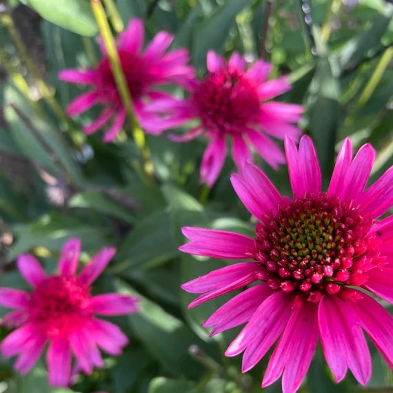 Organic Pollinator Coneflower Seeds - Heirloom Flower Garden Seeds for Growing