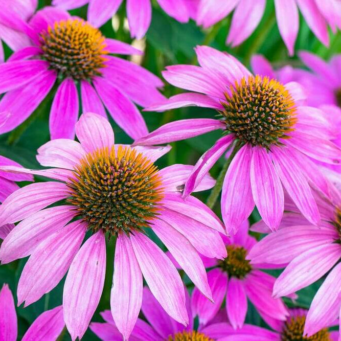 Organic Pollinator Coneflower Seeds - Heirloom Flower Garden Seeds for Growing