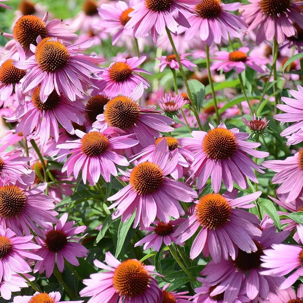 Organic Pollinator Coneflower Seeds - Heirloom Flower Garden Seeds for Growing