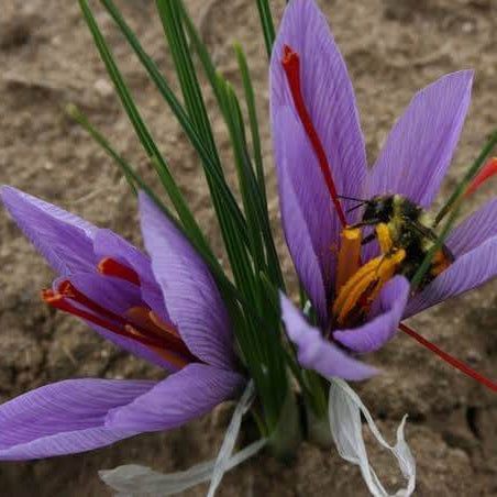 Organic Saffron seeds