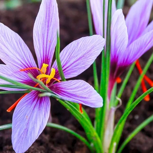 Organic Saffron seeds