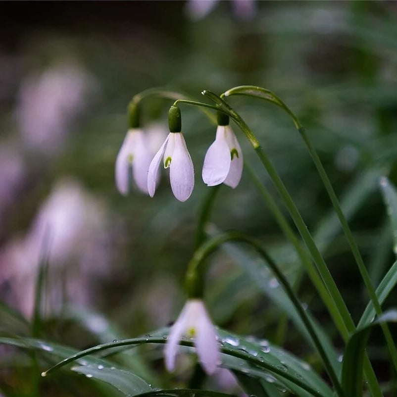 Organic Snowdrop Seeds - Heirloom Flower Garden Seeds for Growing