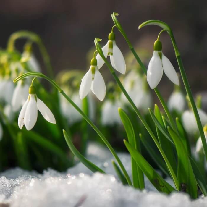 Organic Snowdrop Seeds - Heirloom Flower Garden Seeds for Growing