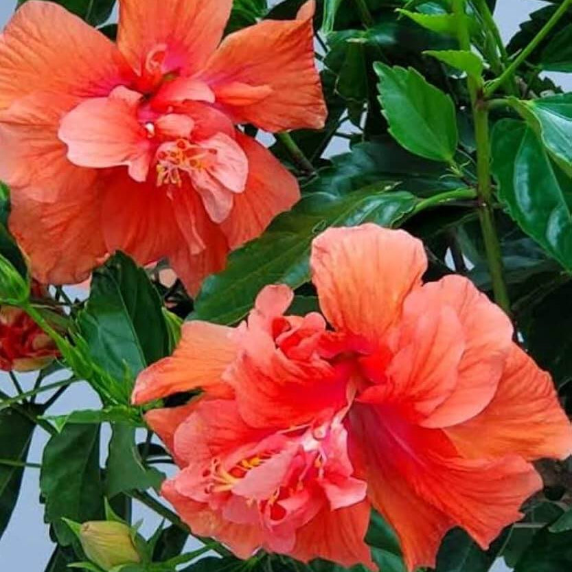 Ornamenta windflower Peach Hibiscus Seeds - Heirloom Flower Garden Seeds for Growing