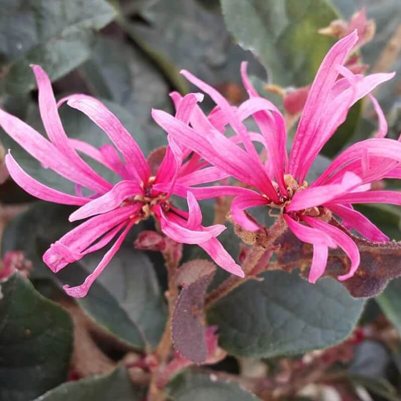 Ornamental Fringe Seeds - Heirloom Flower Garden Seeds for Growing