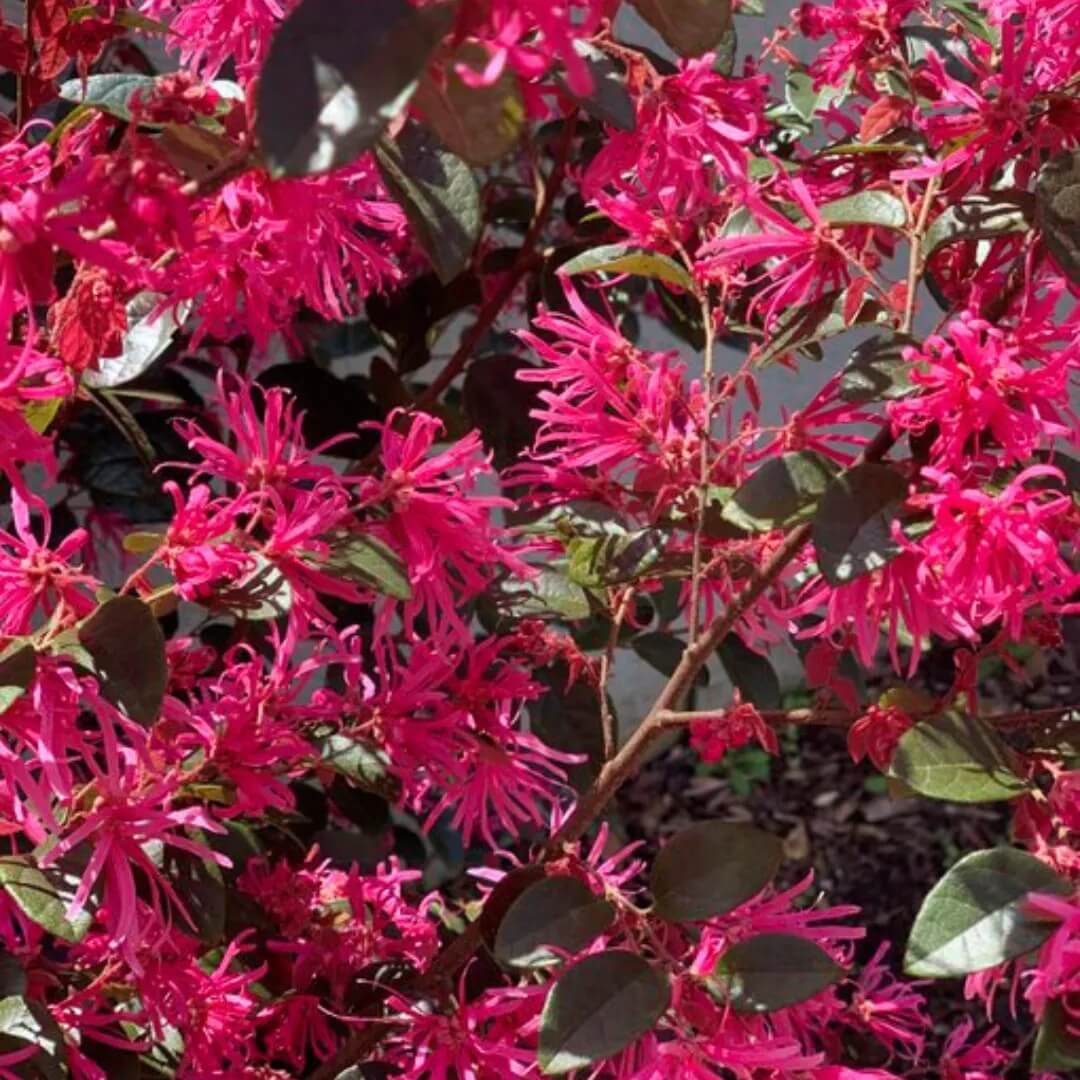 Ornamental Fringe Seeds - Heirloom Flower Garden Seeds for Growing
