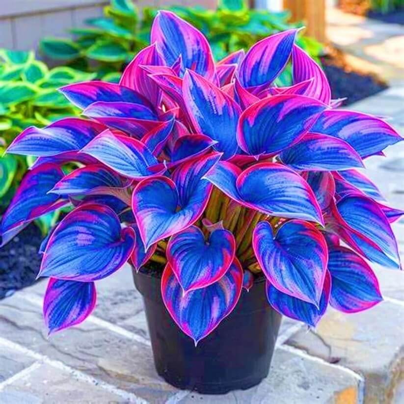 Ornamental Hosta Seeds - Heirloom Flower Garden Seeds for Growing