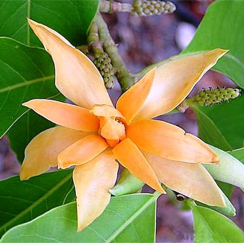 Ornamental Tree Magnolia Seeds - Heirloom Flower Garden Seeds for Growing