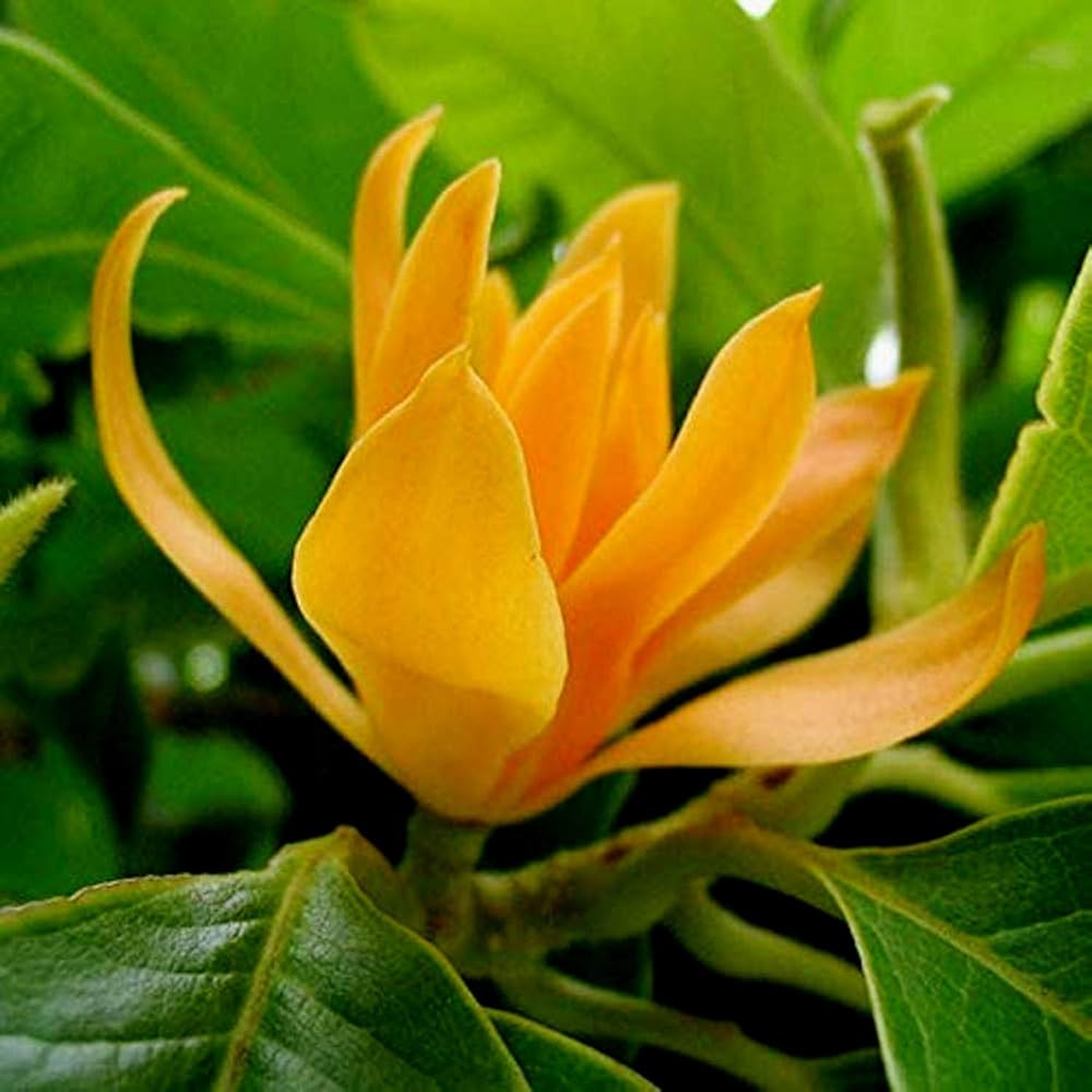 Ornamental Tree Magnolia Seeds - Heirloom Flower Garden Seeds for Growing