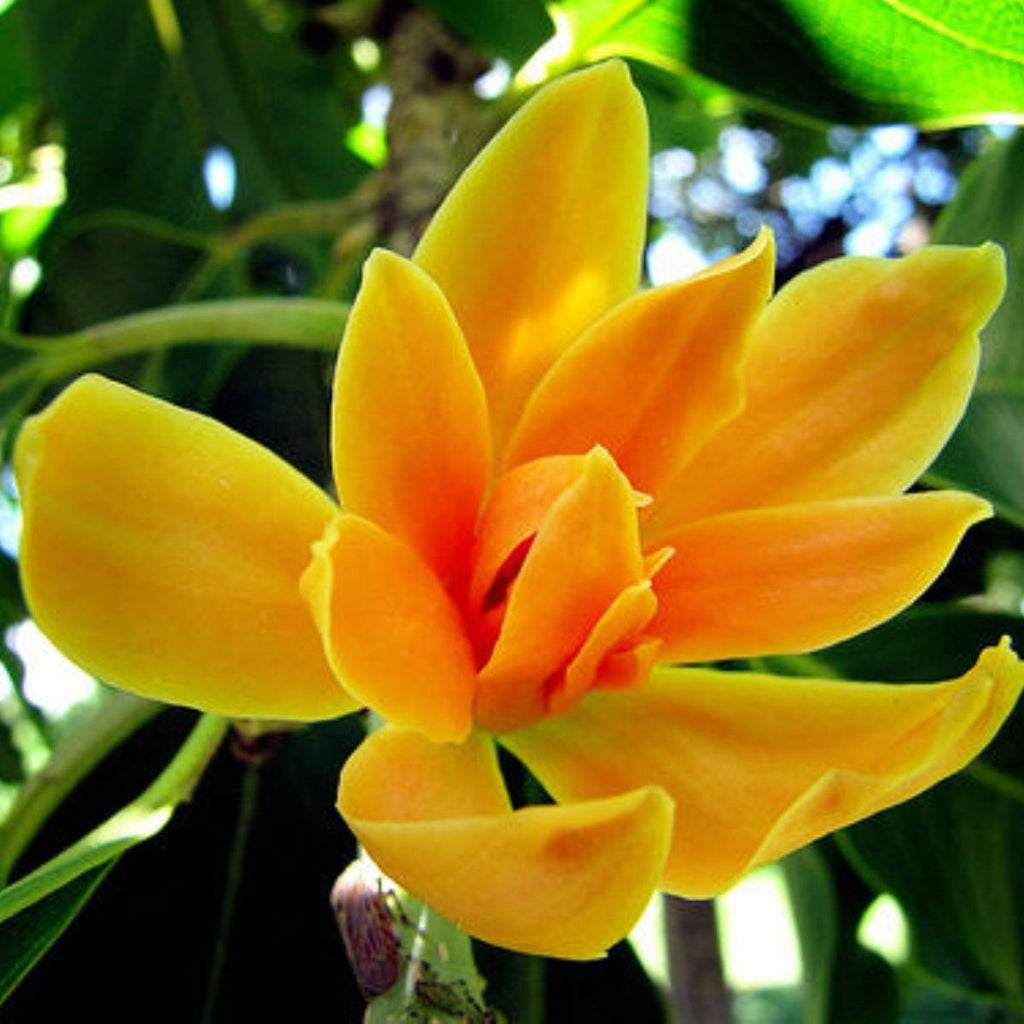 Ornamental Tree Magnolia Seeds - Heirloom Flower Garden Seeds for Growing