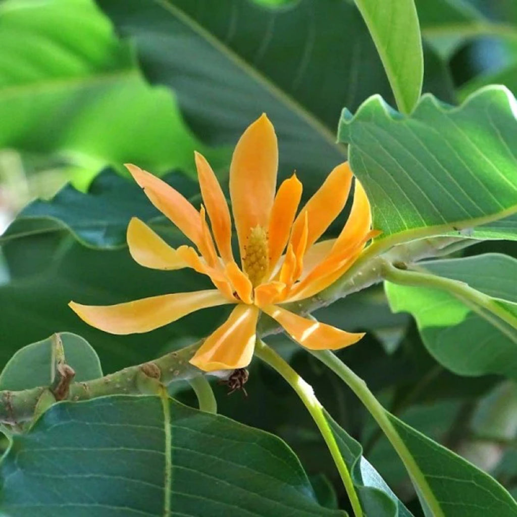 Ornamental Tree Magnolia Seeds - Heirloom Flower Garden Seeds for Growing