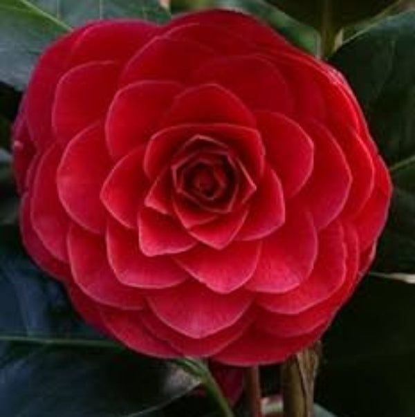 Ornamental wildflower Camellia Japonica Seeds - Heirloom Flower Garden Seeds for Growing