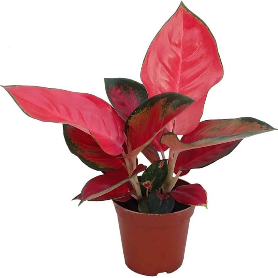 Ornamental windflower Aglaonema Seeds - Heirloom Flower Garden Seeds for Growing