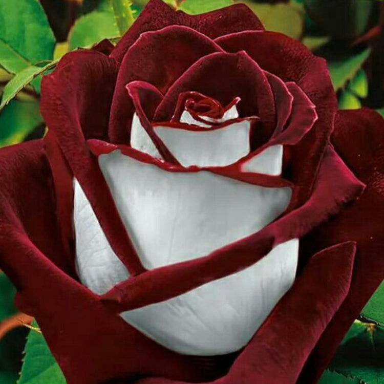 Osiria Hybrid Tea Rose Seeds - Heirloom Flower Garden Seeds for Growing