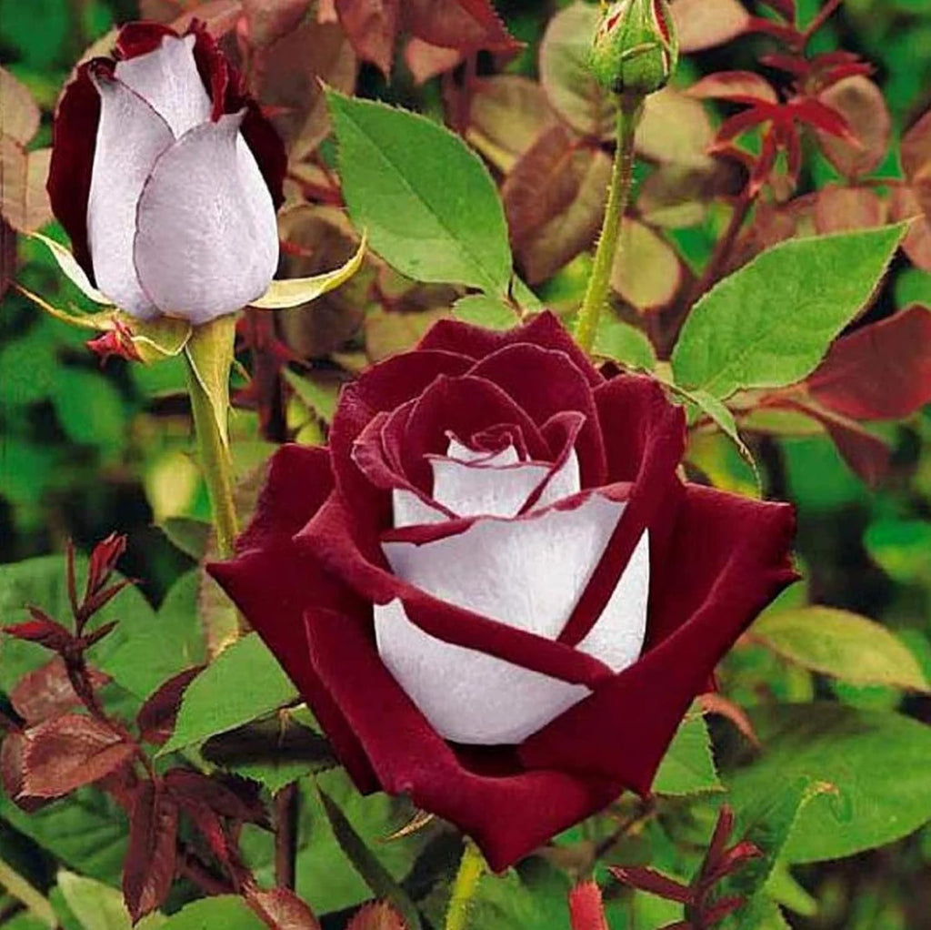 Osiria Hybrid Tea Rose Seeds - Heirloom Flower Garden Seeds for Growing