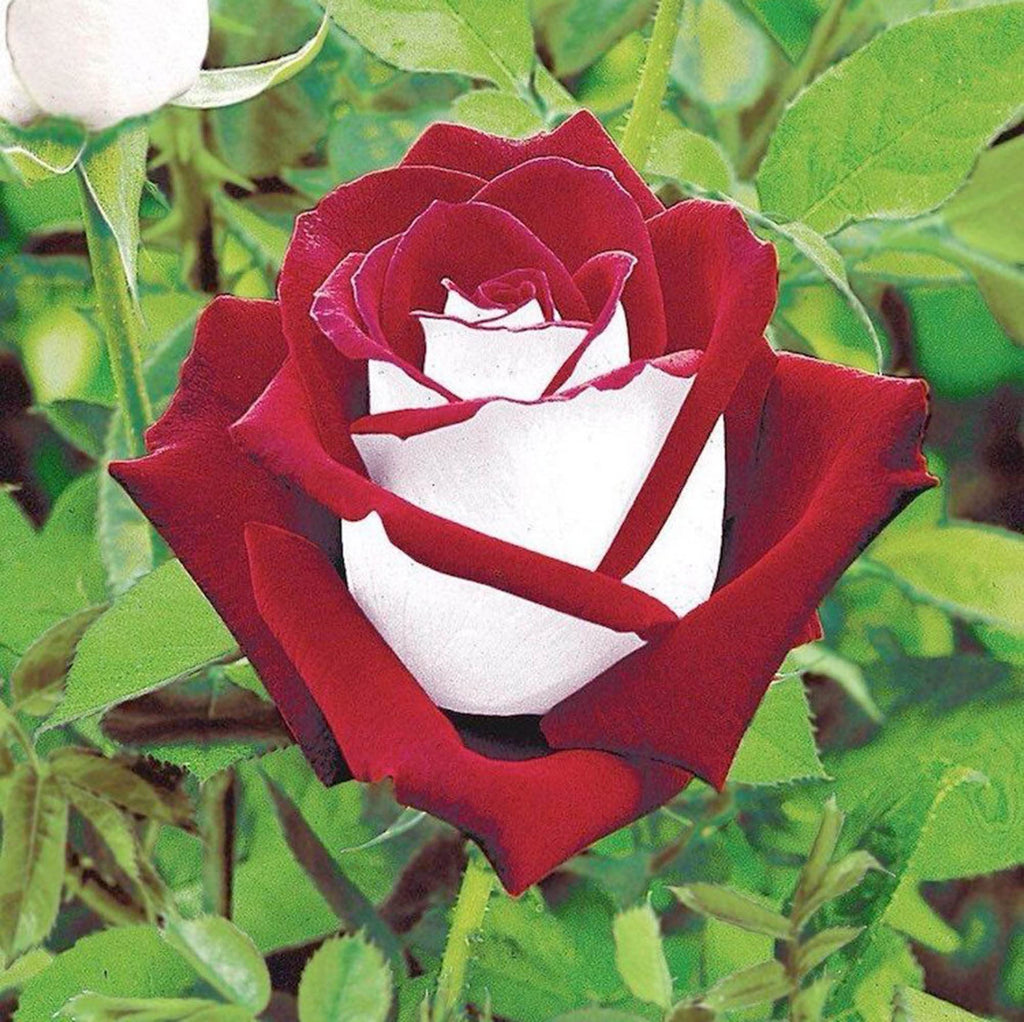 Osiria Hybrid Tea Rose Seeds - Heirloom Flower Garden Seeds for Growing