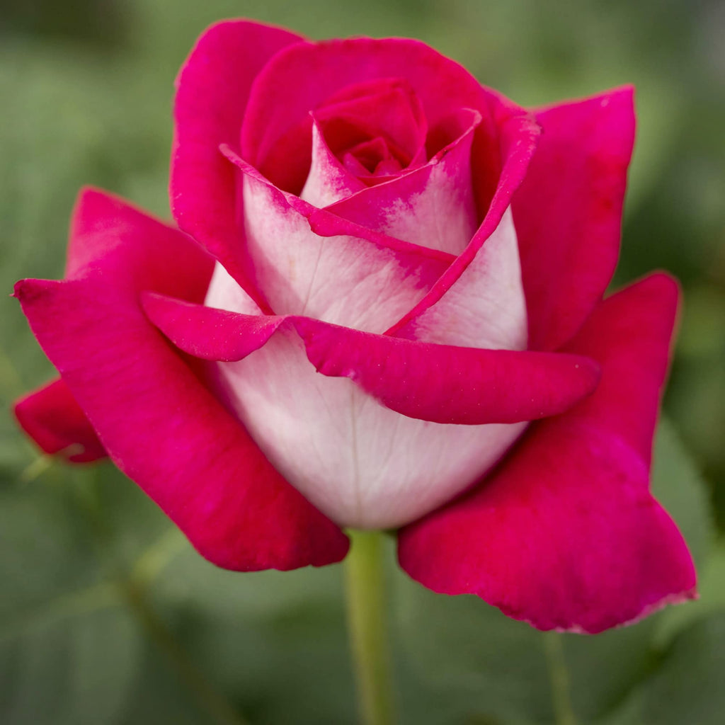 Osiria Hybrid Tea Rose Seeds - Heirloom Flower Garden Seeds for Growing