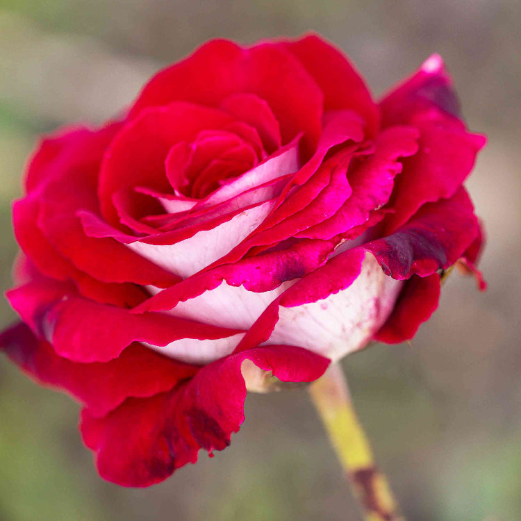 Osiria Hybrid Tea Rose Seeds - Heirloom Flower Garden Seeds for Growing