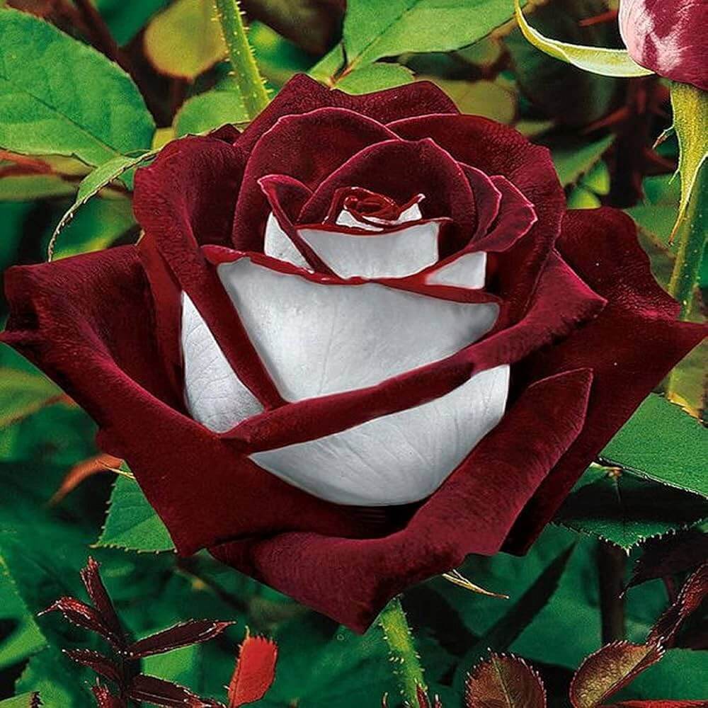 Osiria Ruby Deep Red & White Rosa spp. Seeds - Heirloom Flower Garden Seeds for Growing