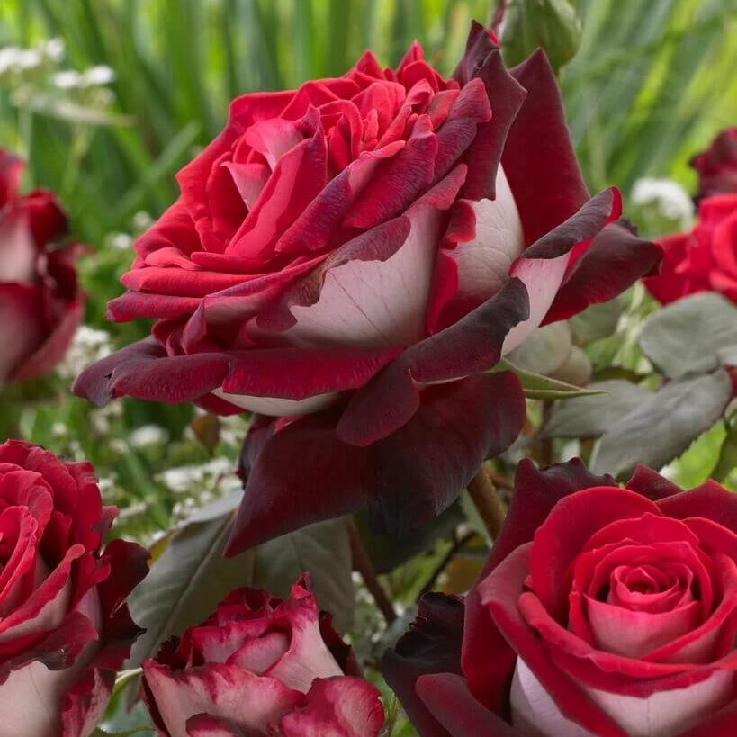 Osiria Ruby Deep Red & White Rosa spp. Seeds - Heirloom Flower Garden Seeds for Growing