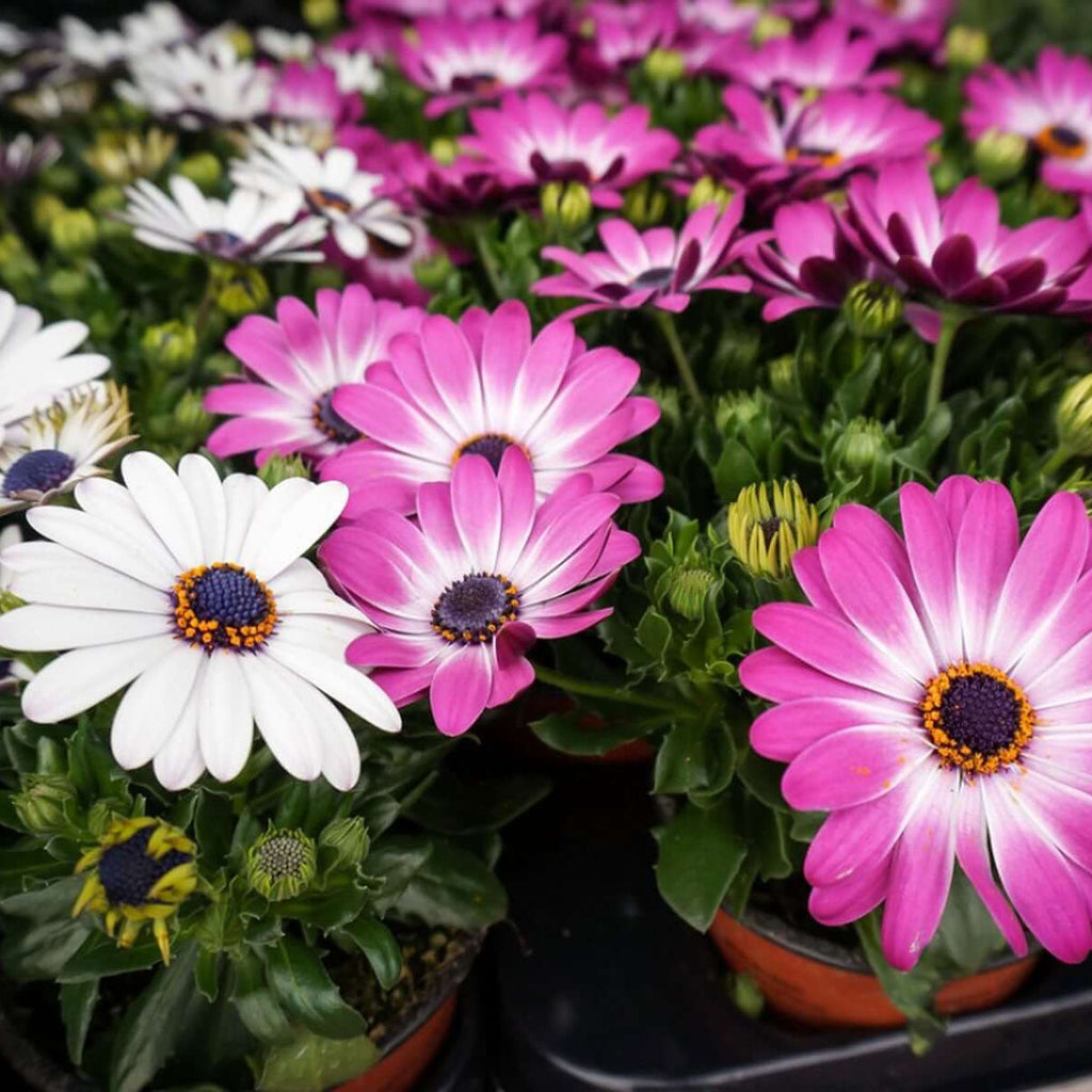 Osteospermum African Daisy Seeds - Heirloom Flower Garden Seeds for Growing