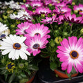 Osteospermum African Daisy Seeds - Heirloom Flower Garden Seeds for Growing