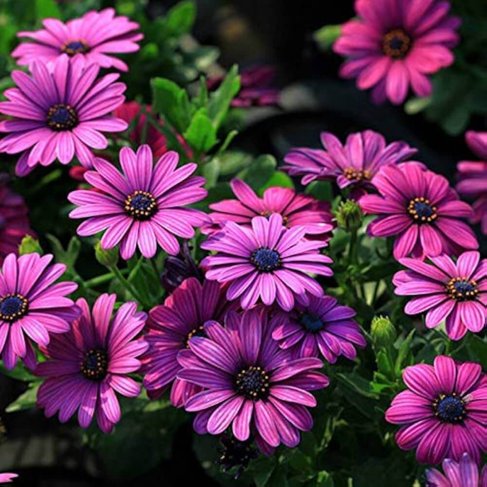 Osteospermum African Daisy Seeds - Heirloom Flower Garden Seeds for Growing