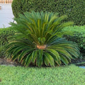 Outdoor Landscape Sago Palm Seeds - Houseplant for Home Gradens