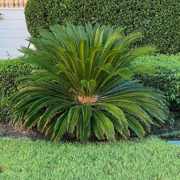 Outdoor Landscape Sago Palm Seeds - Houseplant for Home Gradens
