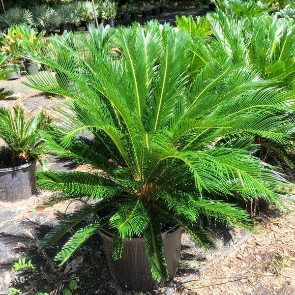 Outdoor Landscape Sago Palm Seeds - Houseplant for Home Gradens