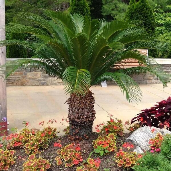 Outdoor Landscape Sago Palm Seeds - Houseplant for Home Gradens