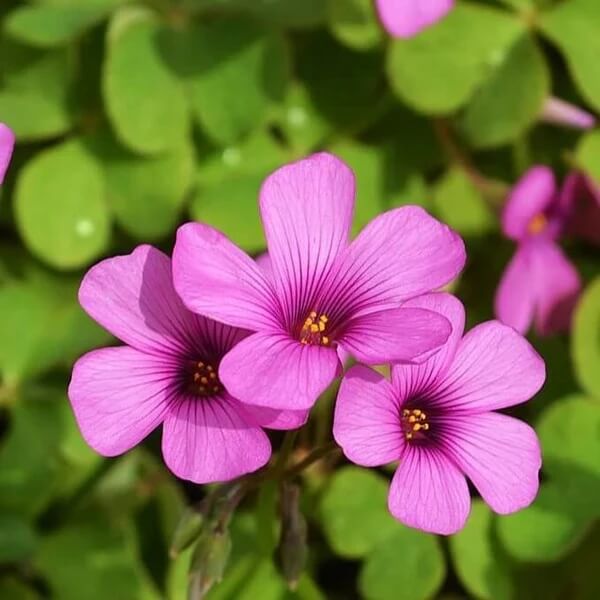 Oxalis Seeds - All In One For Home Gardens