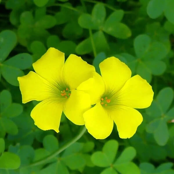 Oxalis Seeds - All In One For Home Gardens