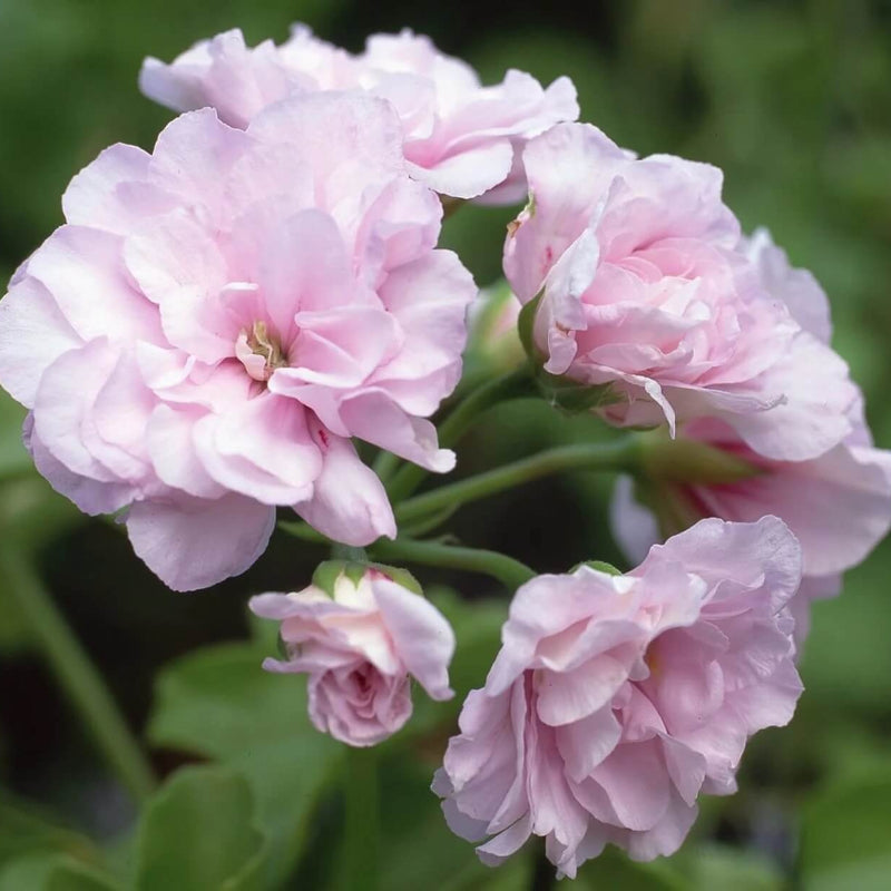Pale Pink Geranium Seeds - Heirloom Flower Garden Seeds for Growing