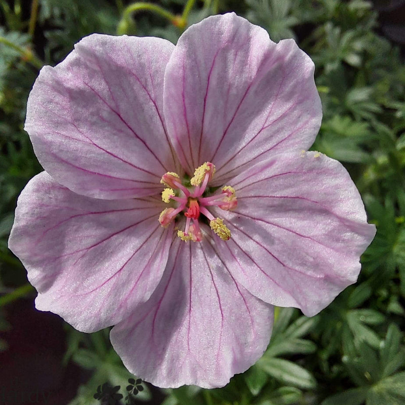 Pale Pink Geranium Seeds - Heirloom Flower Garden Seeds for Growing