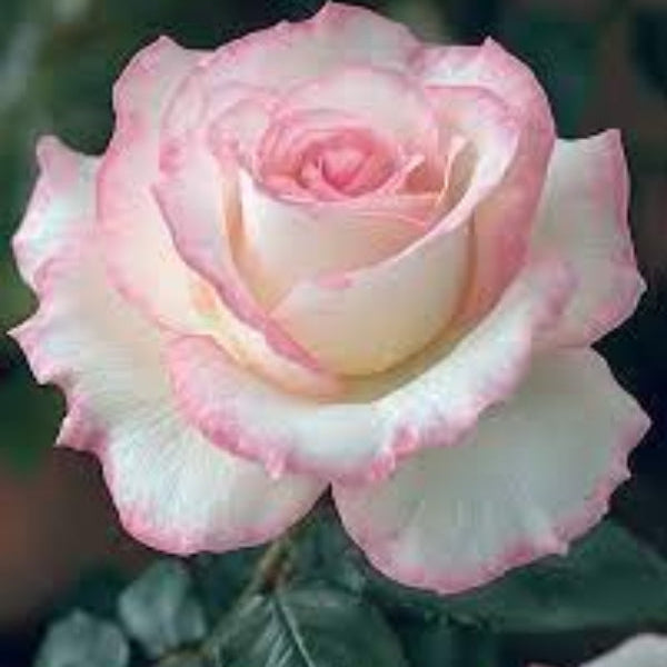 Pale Pink Osiria Rosa spp. Seeds - Heirloom Flower Garden Seeds for Growing
