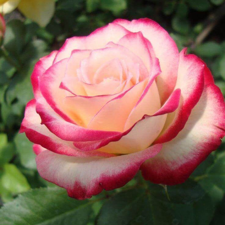 Pale Pink Osiria Rosa spp. Seeds - Heirloom Flower Garden Seeds for Growing