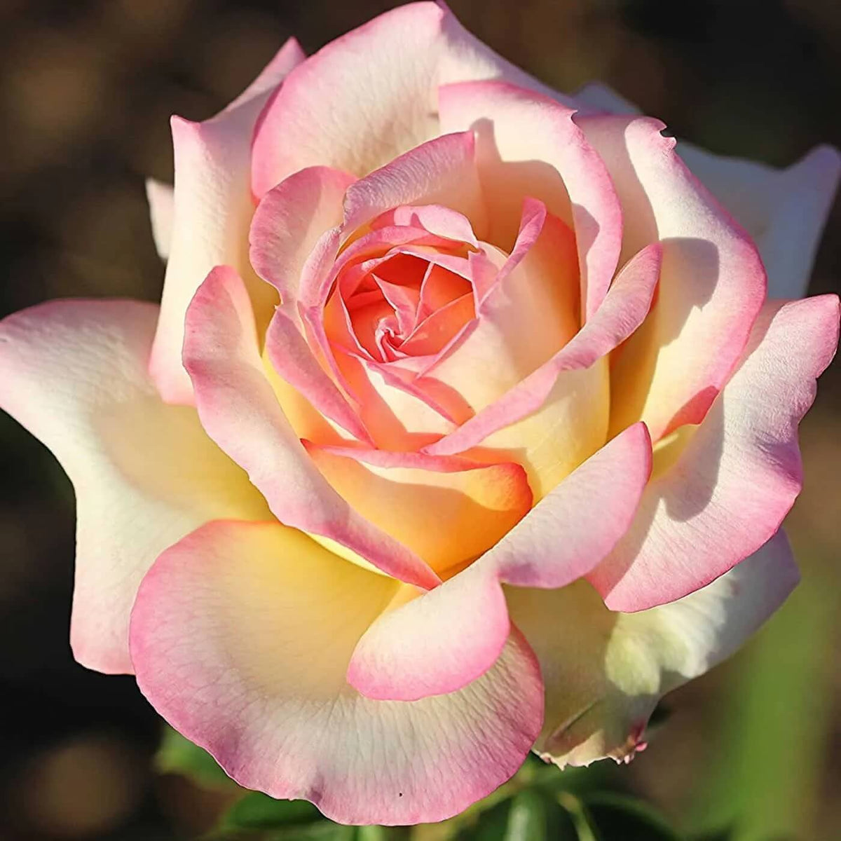 Pale Pink Osiria Rosa spp. Seeds - Heirloom Flower Garden Seeds for Growing