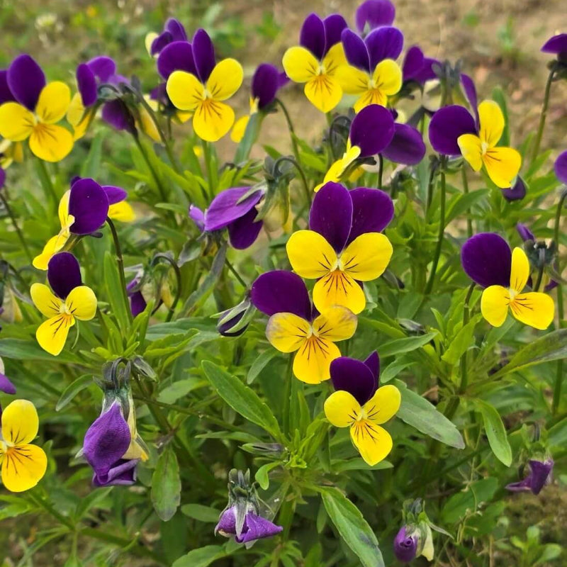 Pansy Heartsease Seeds - Heirloom Flower Garden Seeds for Growing