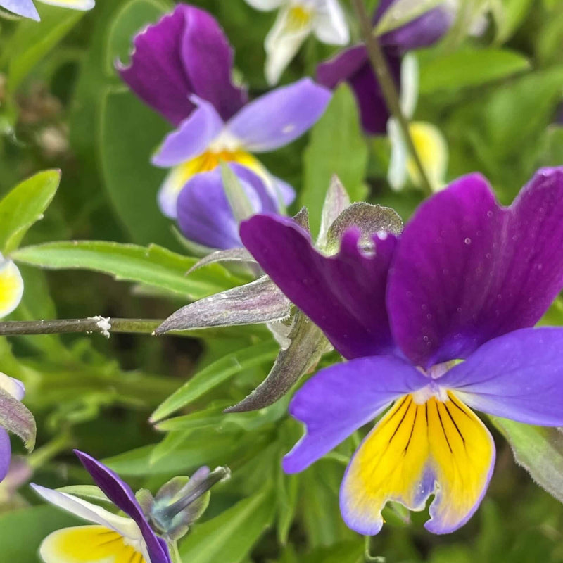 Pansy Heartsease Seeds - Heirloom Flower Garden Seeds for Growing
