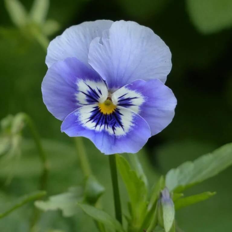 Pansy Joker Light Blue Seeds - Heirloom Flower Garden Seeds for Growing