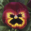 Pansy Matrix Sangria Seeds - Heirloom Flower Garden Seeds for Growing