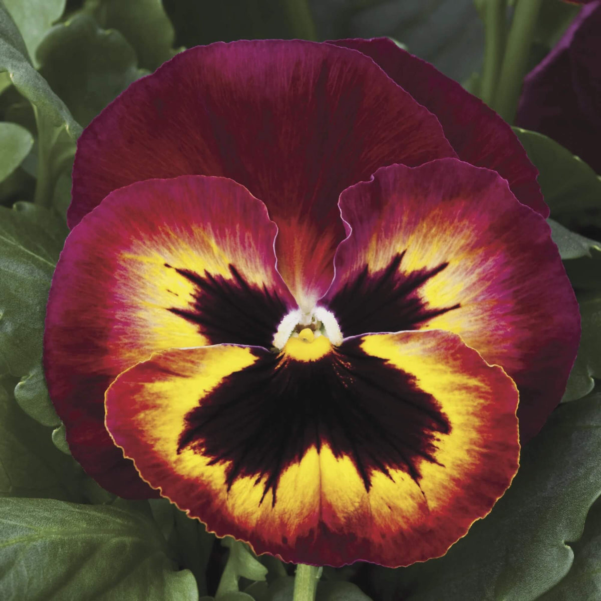 Pansy Matrix Sangria Seeds - Heirloom Flower Garden Seeds for Growing
