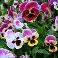 Pansy Rose Plant Seeds - Heirloom Flower Garden Seeds for Growing