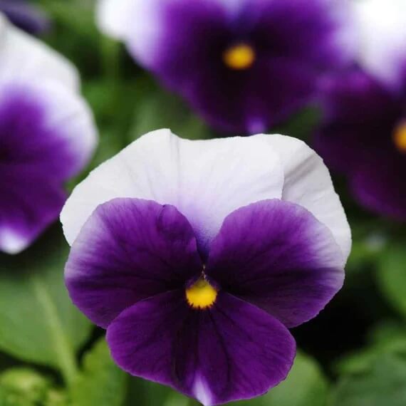 Pansy Swiss Giant Ullswater Beaconsfield Seeds - Heirloom Flower Garden Seeds for Growing